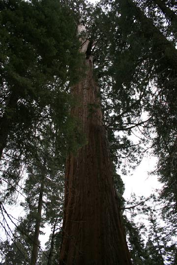 20-Sequoia 0006.JPG